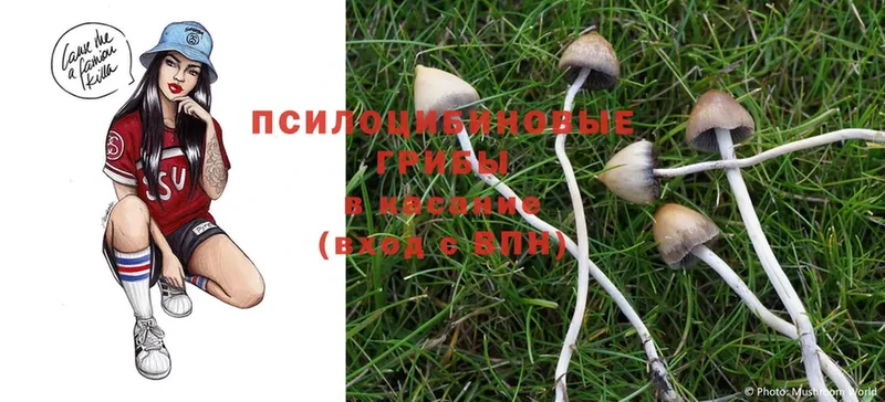 продажа наркотиков  Джанкой  Псилоцибиновые грибы Magic Shrooms 